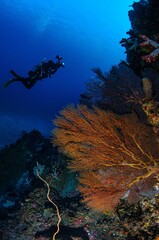 Scuba diver explores vibrant coral reefs teeming.