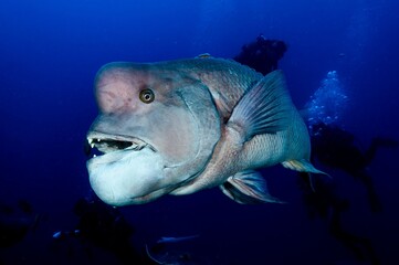 Humphead wrasse swims close to the reef.
