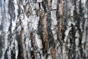 Intricate natural texture rough tree bark, displaying shades of grey and brown wood. Detailed surface reveals rugged beauty of nature with