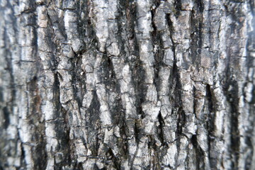Resilient grey tree bark reveals an intricate rough texture and natural pattern, showcasing strength of an organic outdoor surface, weathered by