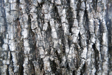 Fototapeta premium Rugged tree bark texture with intricate patterns. Natural weathered surface displays deep grooves and varying shades of gray and black