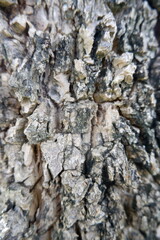 Detailed close up of natural tree bark reveals fascinating rough texture. Cracked and weathered wood surface showcases an intricate organic