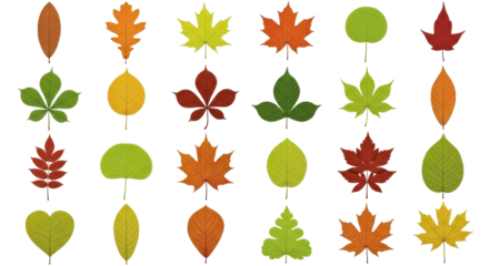 Isolated Autumn Leaves Collection