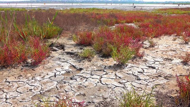 Kuialnyk Estuary, common glasswort Salicornia europaea, succulent plant grows on salty mud