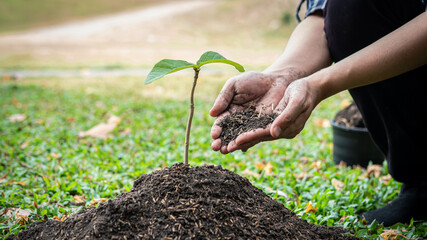 Man holding the soil in two hands to add more soil to the planted seedlings into the ground