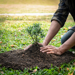 Man planting seedling into soil and protect new growing seedling while working in the garden