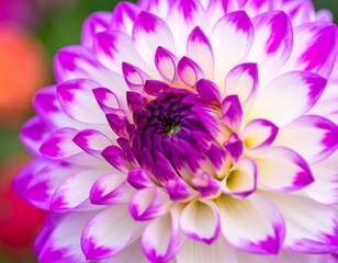 Fototapeta premium Close-up of a Dahlia flower
