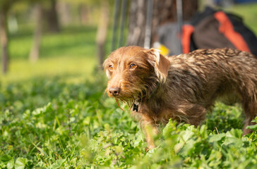 Adorable dachshund dog enjoying a sunny day, exploring the lush green grass in a park with copy...