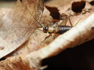 Gryllidae es una familia de insectos ortópteros conocidos como grillos, caracterizados por su...