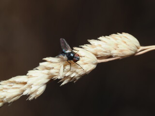 Musca domestica es la mosca doméstica común, que se alimenta de materia orgánica y puede...