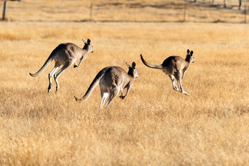 Three kangaroos bounding together across a sunlit field of golden grass