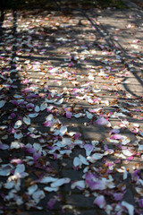 Field of Magnolia petals on the sidawalk