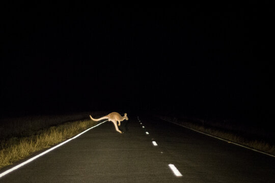 Kangaroo caught in the headlights crossing an outback road at night