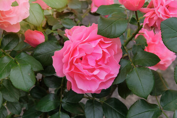 Rosa odoratabush with pink flowers is growing in cottage garden.  Blooming light purple flower. Sunny day. Flowers is blooming as garden plants.