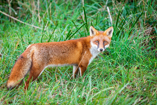 Red fox standing alert in green grass.