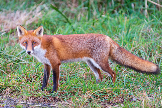Red fox standing alert in green grass.