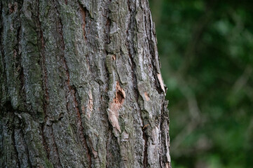 Embossed tree bark in the forest. tree bark