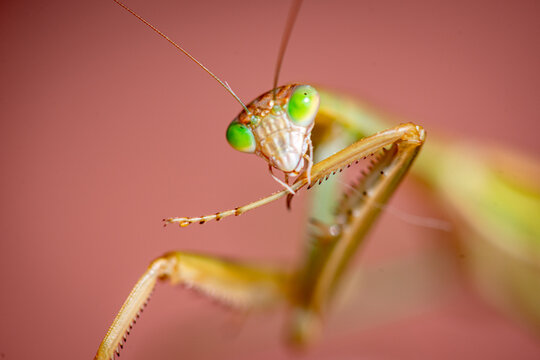 Close-up portrait of a green-eyed praying mantis.