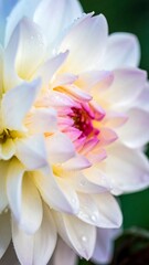 Fototapeta premium Close-up of a delicate white Dahlia