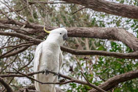 sulphur crested cockatoo in tree