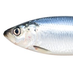 Close-up of a fish (1)