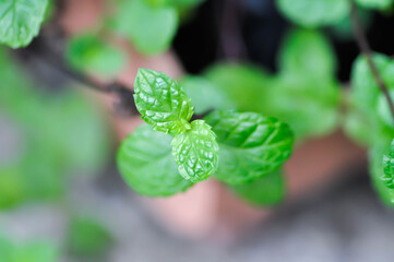 peppermint plant, marsh mint or mentha cordifolia plant