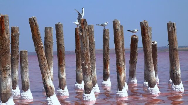 Kuialnyk Estuary, Seagulls rest on wooden piles in a hypersaline estuary in Ukraine