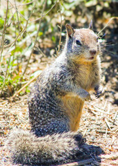 squirrel in the park
