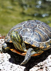 turtle on a rock