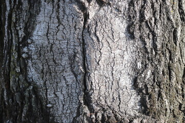 bark of a tree as a background, closeup of photo