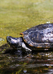 turtle on the water