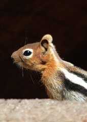 close up of a squirrel