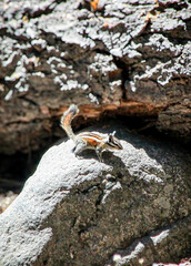 squirrel on a rock