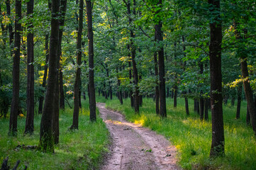 Walking path in forest. Forest road.