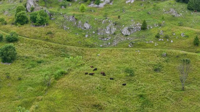Drone view of rocky meadow landscape with scattered greenery in Kasindol valley