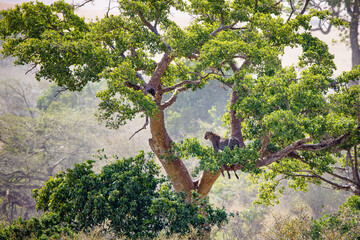 Adult African leopard, Panthera pardus, stashes her impala kill in the canopy of a large tree in...