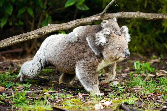 Fototapeta Koala carrying joey through dense forest undergrowth