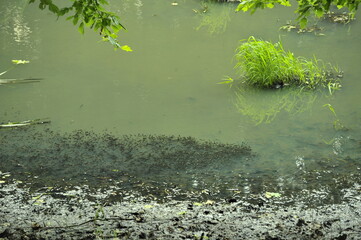 Moor frog tadpoles in an oxbow lake.