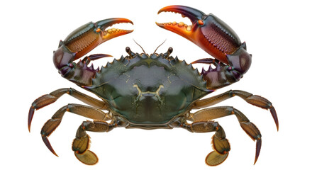 Isolated Crab