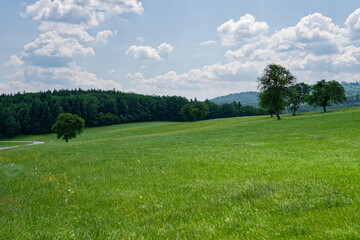 Green Meadow, Scattered Trees, Blue Sky