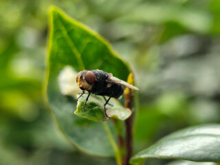 Flies with red eyes and thin wings perched on fresh green leaves after rain, with natural blur...