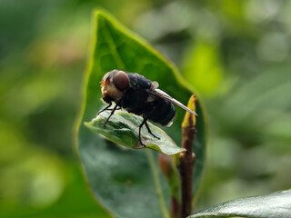 Flies with red eyes and thin wings perched on fresh green leaves after rain, with natural blur...