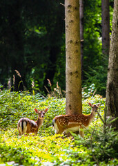 deer in the forest 