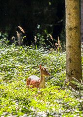 deer in the forest 