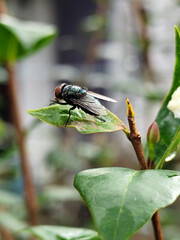 Flies with red eyes and thin wings perched on fresh green leaves after rain, with natural blur...