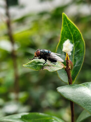 Flies with red eyes and thin wings perched on fresh green leaves after rain, with natural blur...