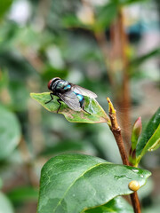 Flies with red eyes and thin wings perched on fresh green leaves after rain, with natural blur background. This type is often seen flying in kitchens, cages, trash cans, etc.