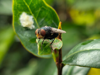 Flies with red eyes and thin wings perched on fresh green leaves after rain, with natural blur...