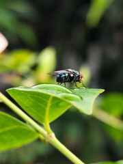 Flies with red eyes and thin wings perched on fresh green leaves after rain, with natural blur background. This type is often seen flying in kitchens, cages, trash cans, etc.