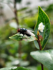 Flies with red eyes and thin wings perched on fresh green leaves after rain, with natural blur...